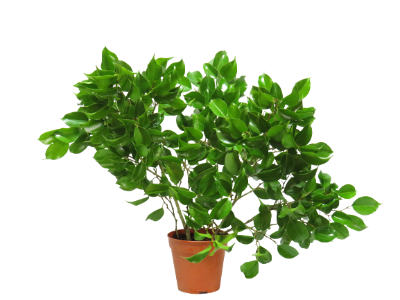 Ficus Benjamina