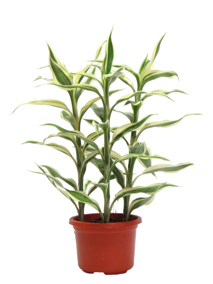Dracaena Sanderiana White