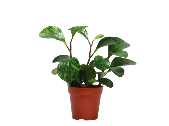 Piperaceae Peparomia