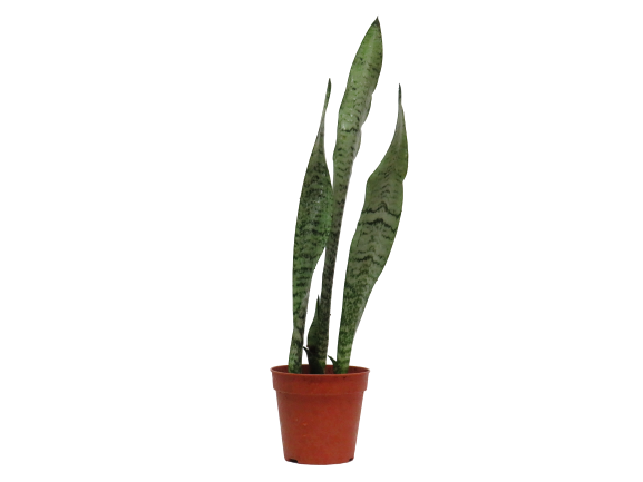 Sanseveria Green