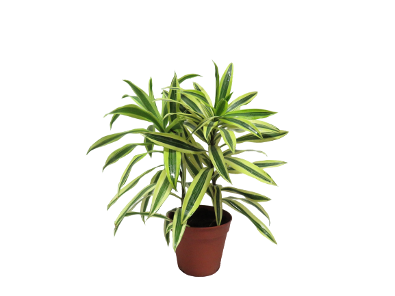 Pleomale Song of India