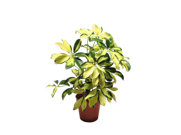 Schefflera Trinete