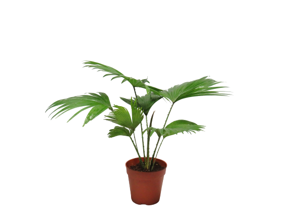 Livestonia Rotundifolia