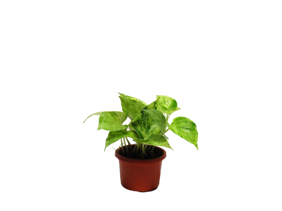 Epipreum Marblequeen