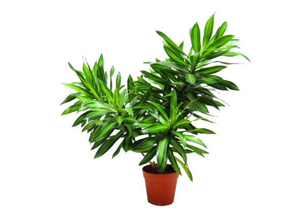 Pleomale Song of Jamaica