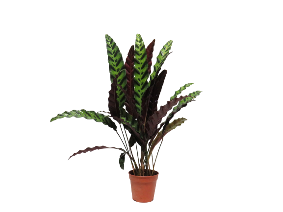 Calathea Insignis