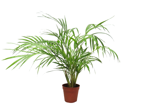 Chrysalidocarpus Lutescens (Cane Palm)