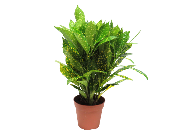 Codiaeum Croton Aucubaefolia