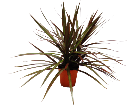 Dracaena Marginata Magenta