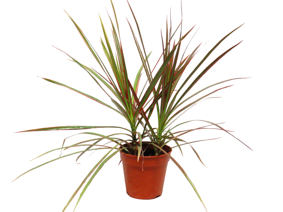Dracaena Marginata Tricolor