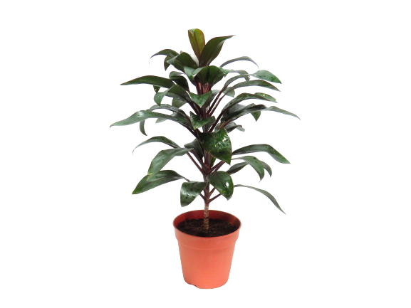 Dracaena Purple Compacta