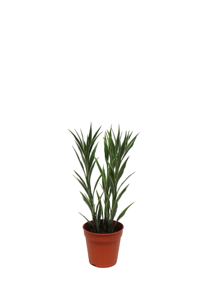 Dracaena Sanderiana Selex