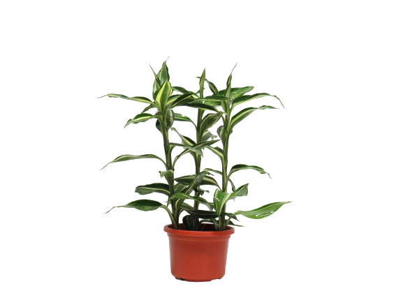 Dracaena Sanderiana Victory